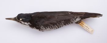 Media type: image;   Ornithology 181788